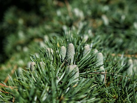 Inspiration, Ideen und Impulse aus theiner’s garten Inspiration, Ideen und Impulse aus theiner’s garten